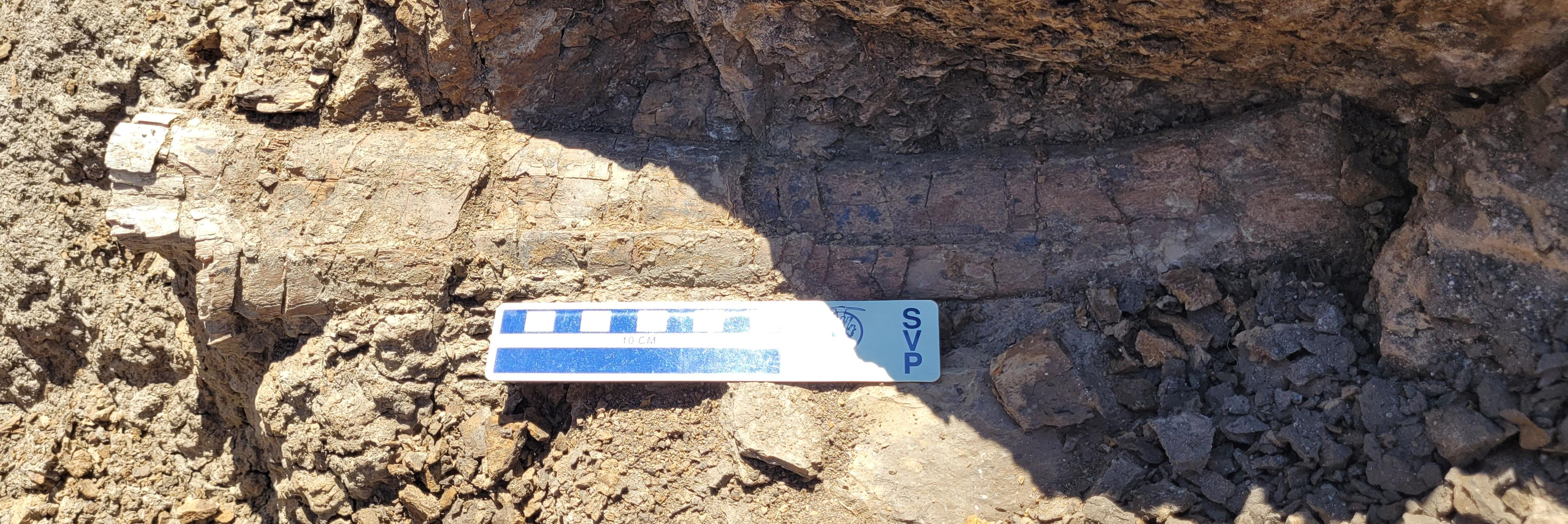 An Edmontosaurus rib from Hell Creek shows they were around to be eaten.